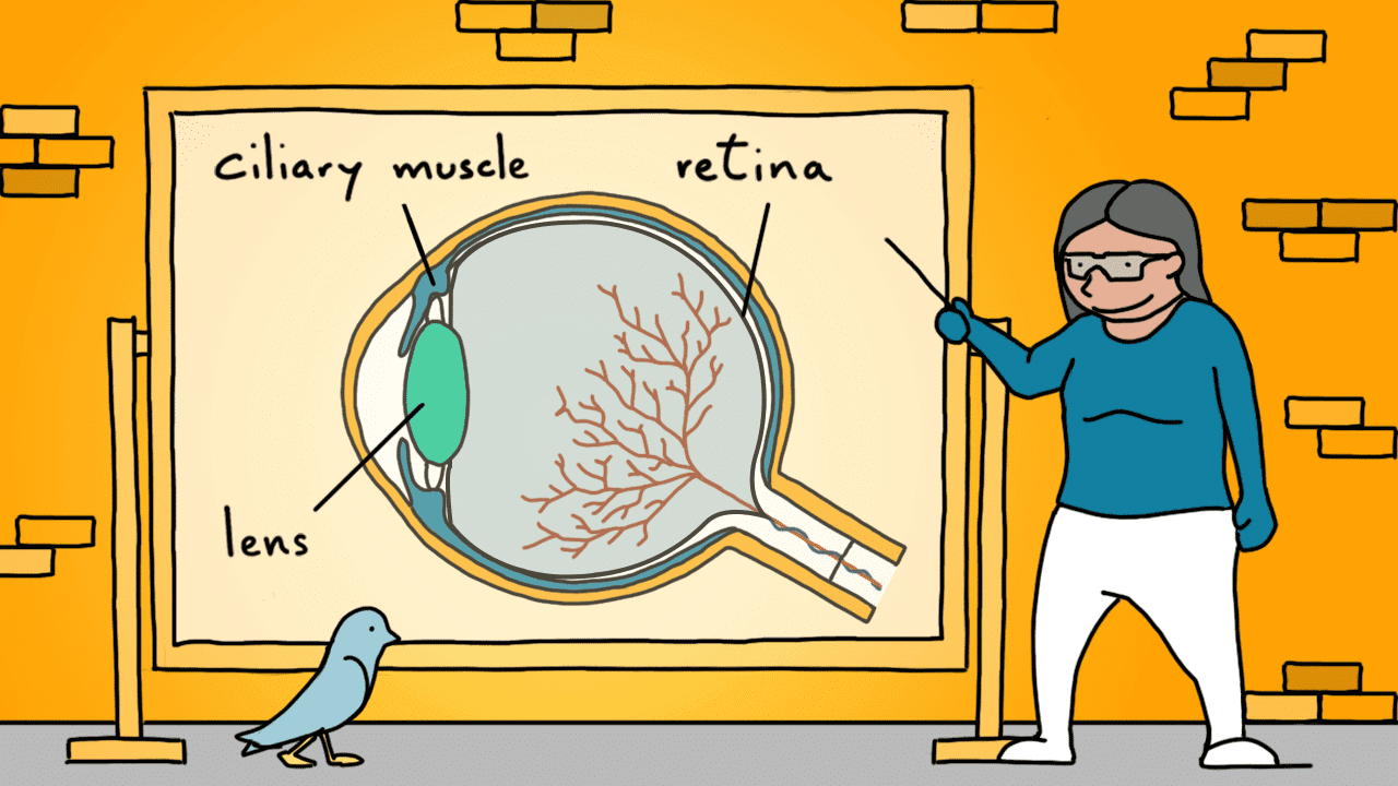 Illustration of the eye