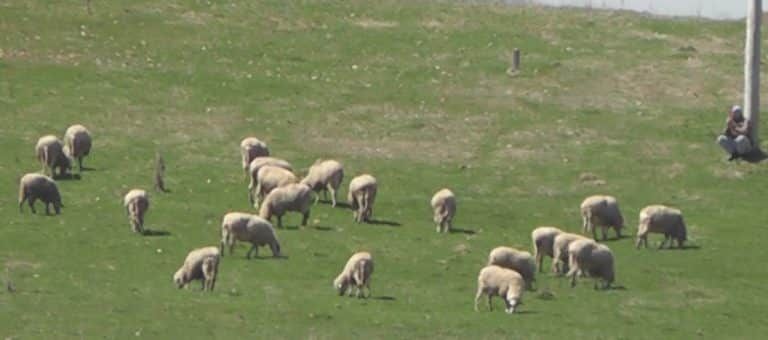 Nedostatak vode muči stočare sa Peštera, ugrožene desetine hiljada grla stoke