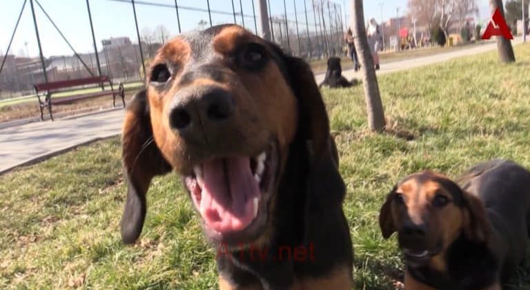 Vlasnik psa demantovao navode medija (video)