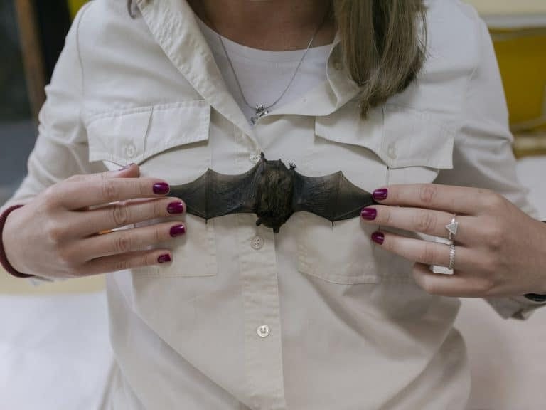 Slepi miševi u Srbiji: Istine i zablude o najomraženijim životinjama