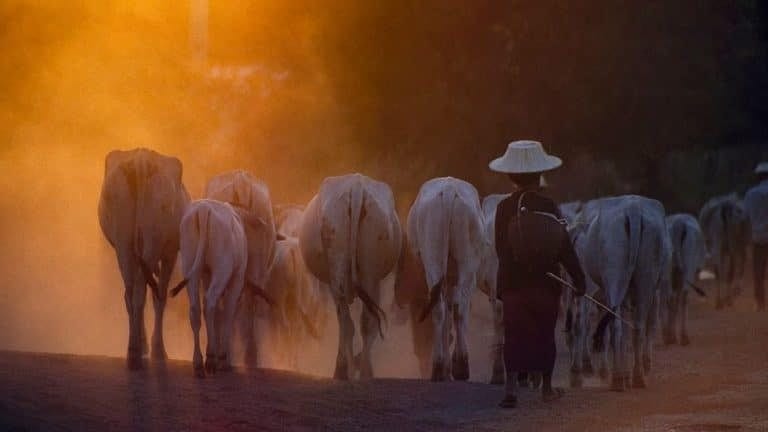 Korona virus, novac, krave i pivo: Kako podstaći ljude da se vakcinišu protiv Kovida-19