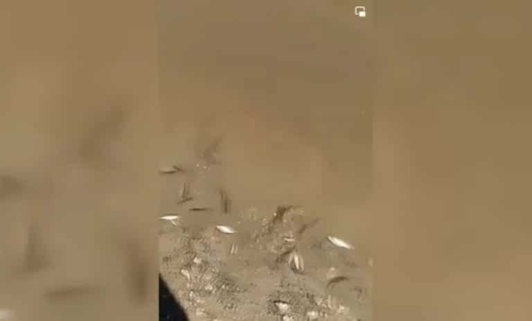 Veliki pomor riba u Raški (video)