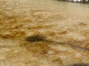 Obilnije padavine jednako ekološka katastrofa? (video)