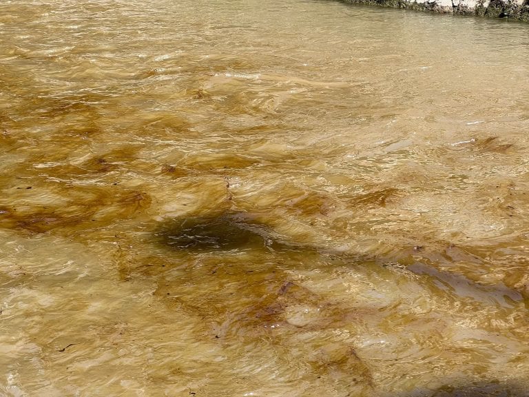 Obilnije padavine jednako ekološka katastrofa? (video)