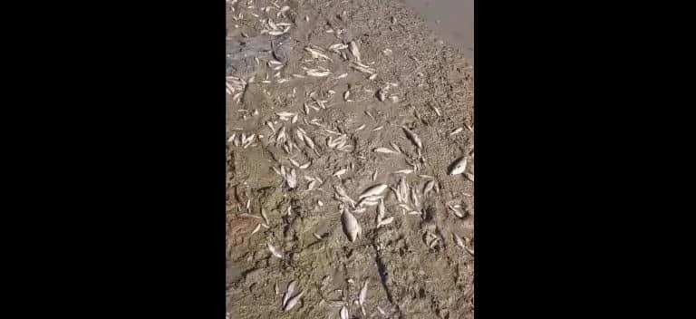 Treći misteriozni pomor ribe na ušću Raške u Ibar