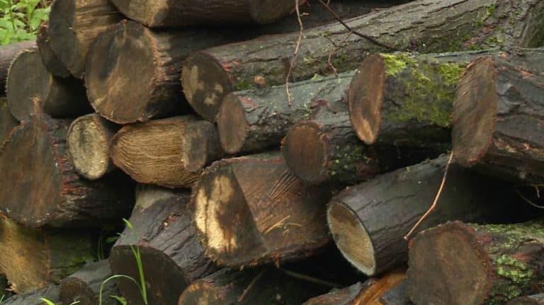 Inspektor: Krađe šume najčešće na jugu i istoku Srbije