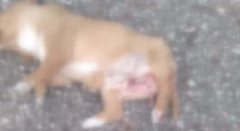 Ekserom usmrtio štene (video)