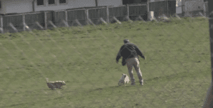 KAKO SE ODBRANITI OD AGRESIVNOG PSA? Saveti koji mogu da vam SPASU ŽIVOT, a samo JEDNA stvar zavisi od vas da li će vas napasti!