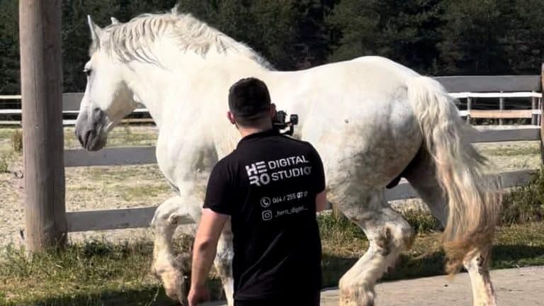 Konj iz Sjenice će ući u Ginisovu knjigu rekorda