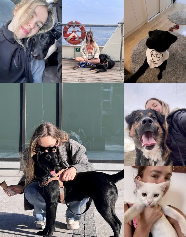 Azra Hasanbegović: “Nadamo se da će farsa u vezi sa tenderom za izgradnju azila za životinje uskoro biti završena”