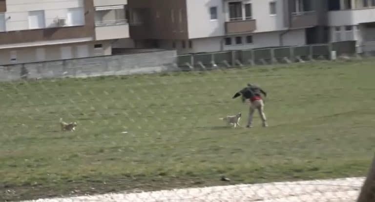 NIKO NEĆE DA GRADI- Raspisan treći tender za izgrdanju azila za pse i mačke