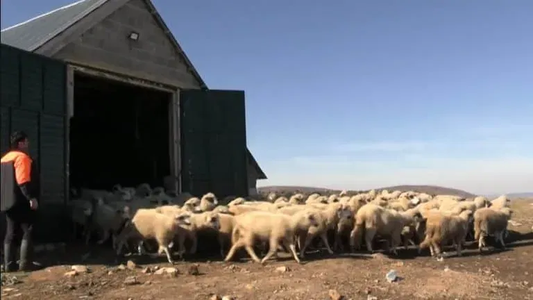 Završio dva fakulteta u Istanbulu, ali se ipak vratio na Pešter da čuva stoku (VIDEO)