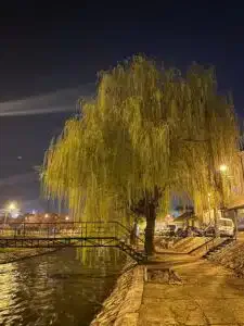 Organizacije civilnog društva i neformalne grupe građana Novog Pazara protiv seče stabala na Keju 37. Sandžačke divizije