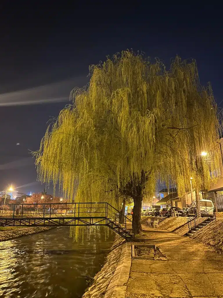 Organizacije civilnog društva i neformalne grupe građana Novog Pazara protiv seče stabala na Keju 37. Sandžačke divizije