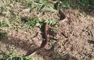 Lekari: Nema ujeda zmija u Novom Pazaru, ali oprez, devojčica izgubila šaku zbog ujeda šarke ranijih godina (VIDEO)