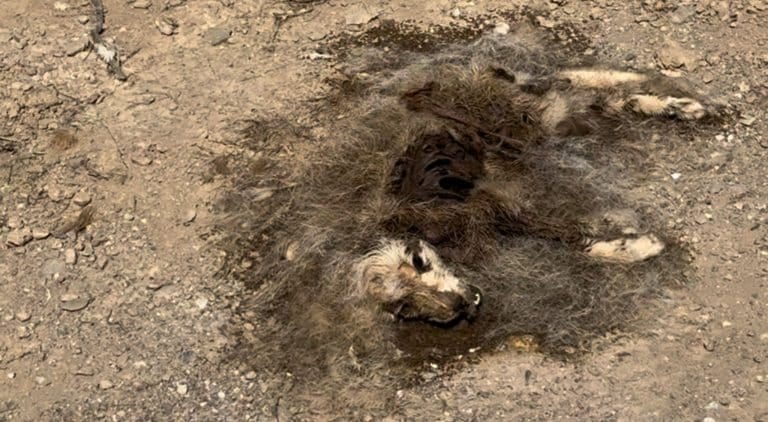 Životinje umiru na divljoj deponiji između Pazara i Tutina