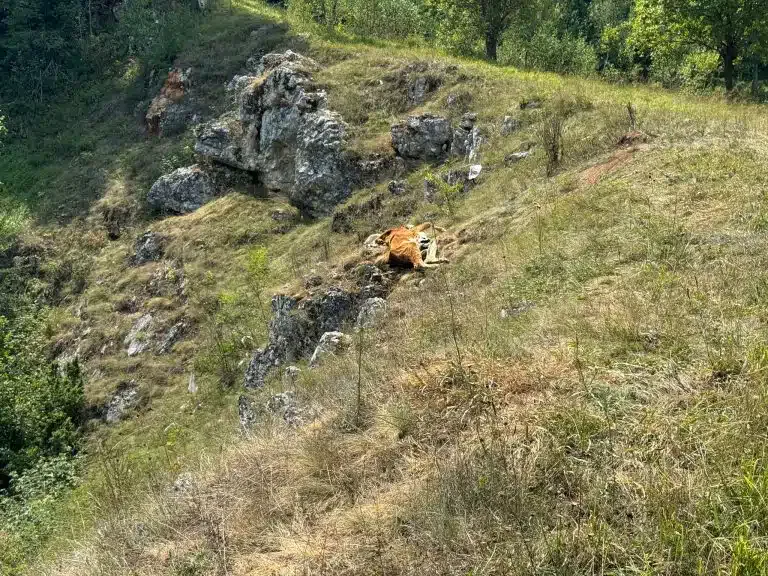 Katastrofalna suša na Pešteri: Meštani bez vode, uginula stoka, priroda ne pamti ovakve vrućine (VIDEO)