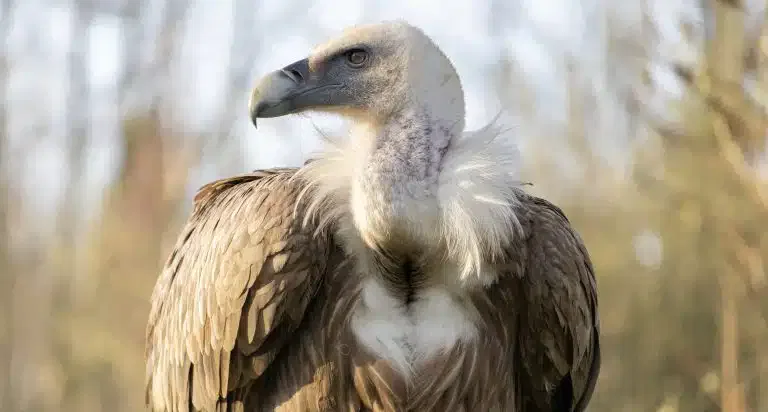 Herojski čin: Žena spasila retkog beloglavog supa u Sjenici