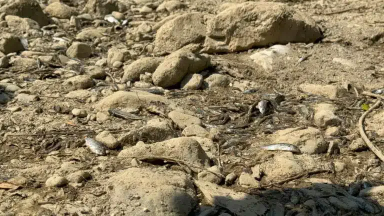 Šta se dešava sa vodama? Ibar presušio, jezero Gazivode se bori za opstanak (VIDEO)