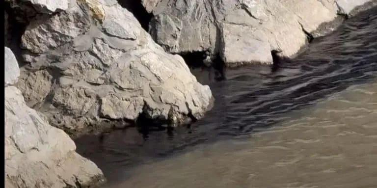 “Prijavi problem”: Crna tečnost primećena u reci Raška u centru Novog Pazara (VIDEO)