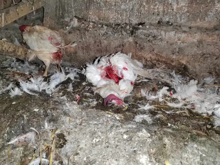 Prijavi problem: Još jedan napad pasa lutalica u Novom Pazaru – stradao veći broj kokošaka (FOTO)