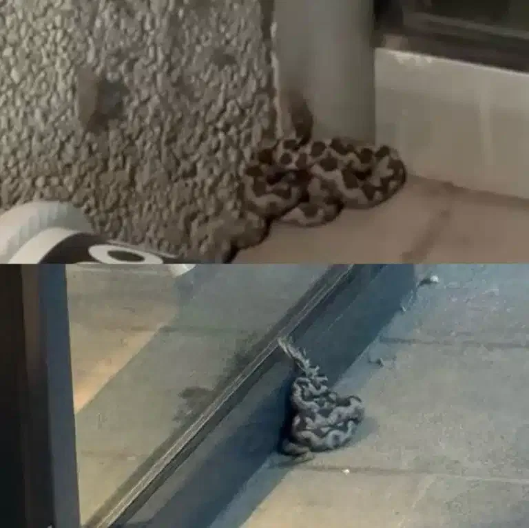 Zoolog: Zmija viđena u centru Novog Pazara je otrovnica (VIDEO)