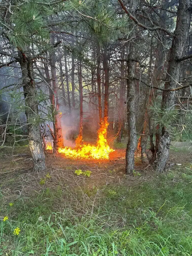 Požar na popularnom izletištu u Novom Pazaru (VIDEO)