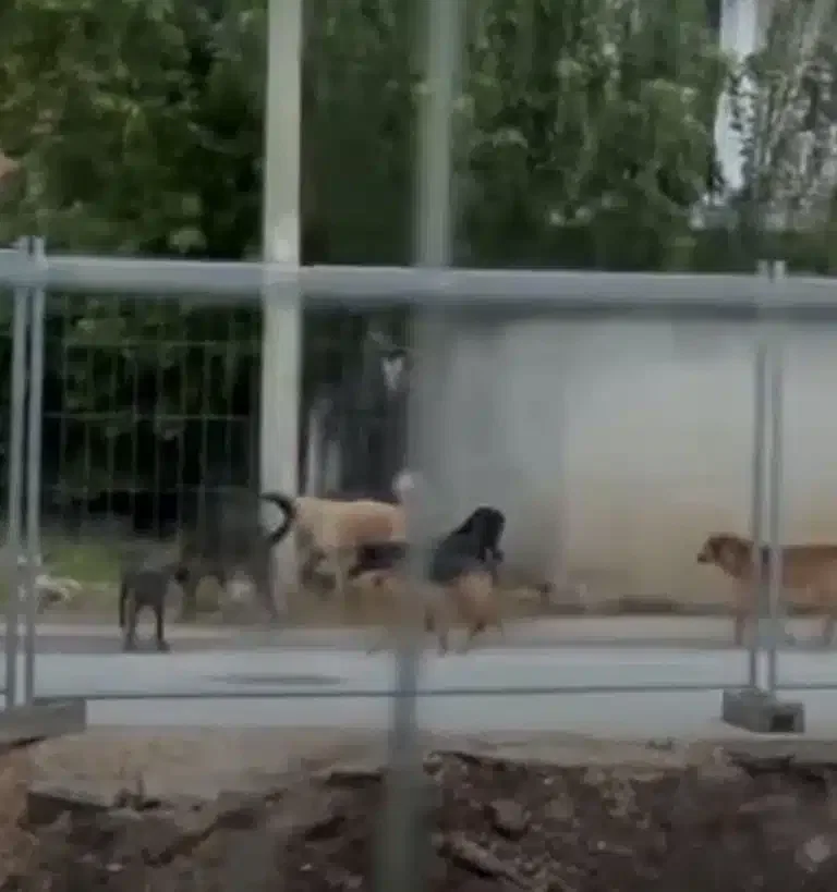 Čopor pasa kruži ulicom 4. Juli kod Stambol džamije – meštani zabrinuti za bezbednost (VIDEO)