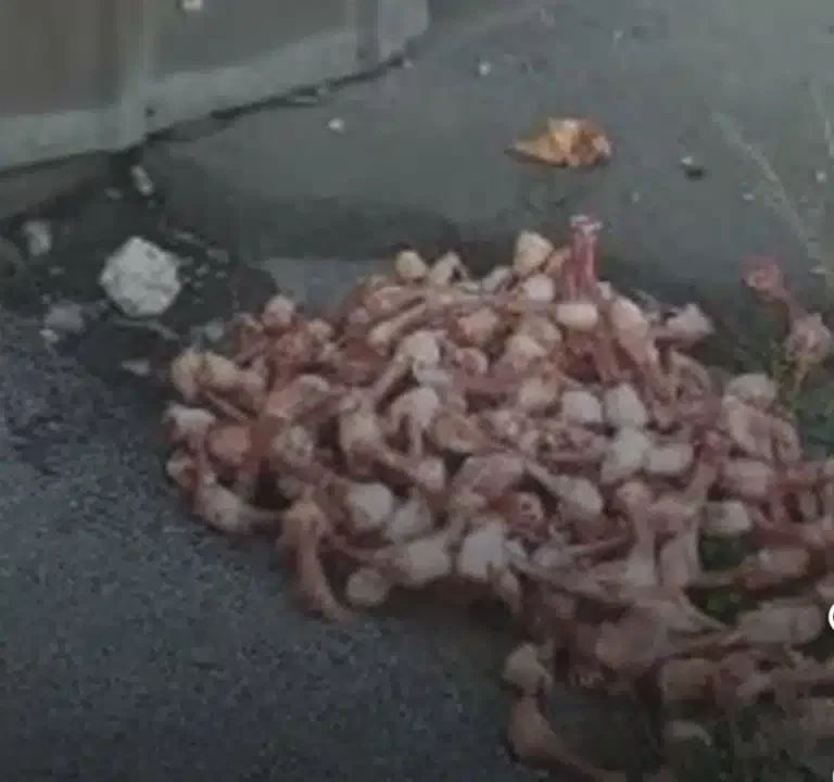PRIJAVI PROBLEM: Kosti životinja bačene u centru Novog Pazara ( VIDEO)