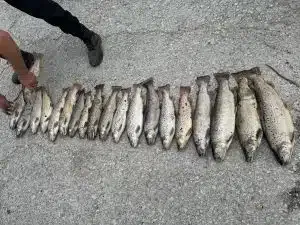 “SVE JE STRADALO, OVO JE NEZAPAMĆENI EKOCID” (VIDEO)