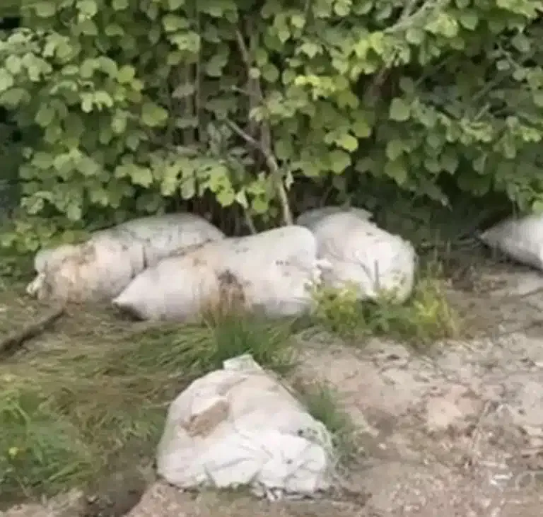 Na Golaću bačene utrobe kurbana: Čitavo polje smrdi (VIDEO)