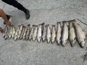 Osnovni sud u Novom Pazaru: U toku utvrđivanje eventualne krivične odgovornosti za pomor ribe na Raški (VIDEO)