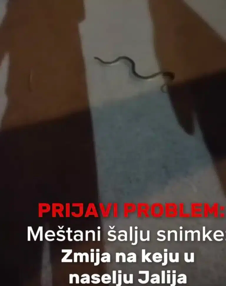 Meštani salju snimke: Zmija na keju u naselju Jalija