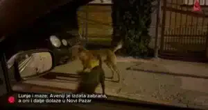 Lunje i maze: Zabrana hvatanja pasa za „Aveniju“, oni tvrde suprotno (VIDEO)