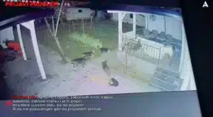 Dvorišta nisu sigurna: Građani prijavljuju posledice toga što Novi Pazar još nema azil za pse (VIDEO)