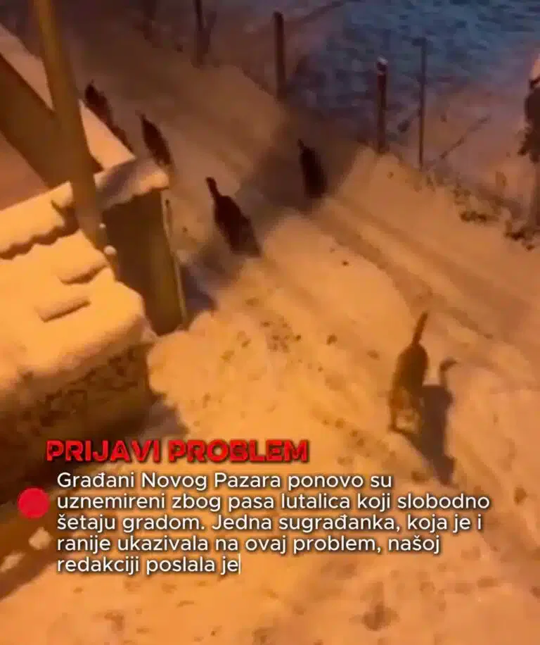 Građani Novog Pazara uznemireni: ponovo napadi pasa lutalica (VIDEO)