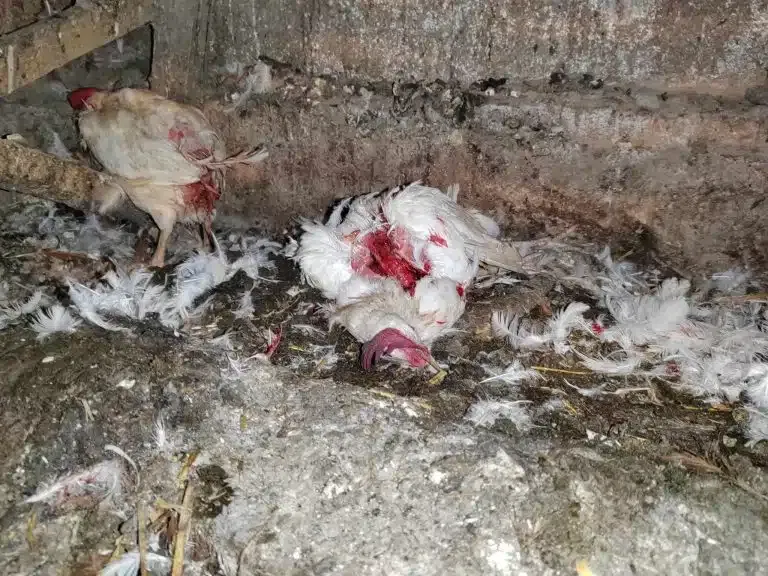 Prijavi problem: Još jedan napad pasa lutalica u Novom Pazaru – stradao veći broj kokošaka (FOTO)