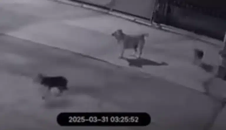 PRIJAVI PROBLEM: Uplašeni građani svakodnevno šalju snimke, a od najavljenog azila ni traga (VIDEO)