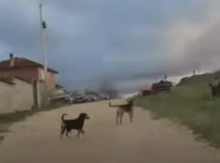 PRIJAVI PROBLEM: Čopori pasa sve češća pojava u naseljima u Novom Pazaru (VIDEO)