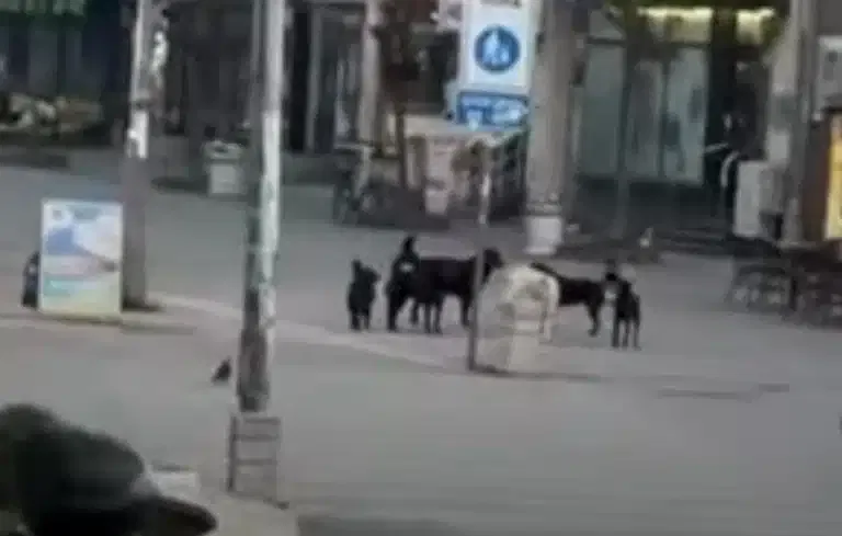 Prijavi problem: Čopor pasa ponovo u centru Novog Pazara, građani idalje u strahu: Kada će nadležni reagovati? (VIDEO)